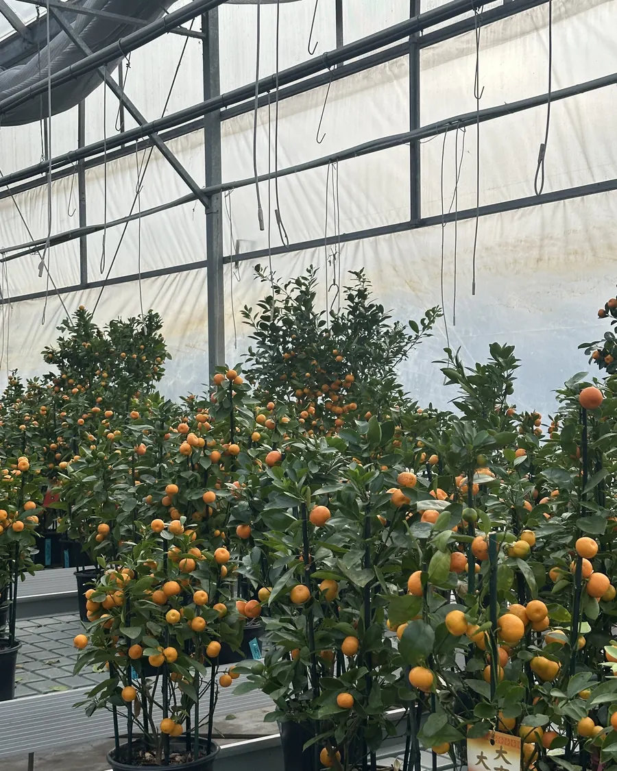 Rows of citrus trees inside a greenhouse we visited