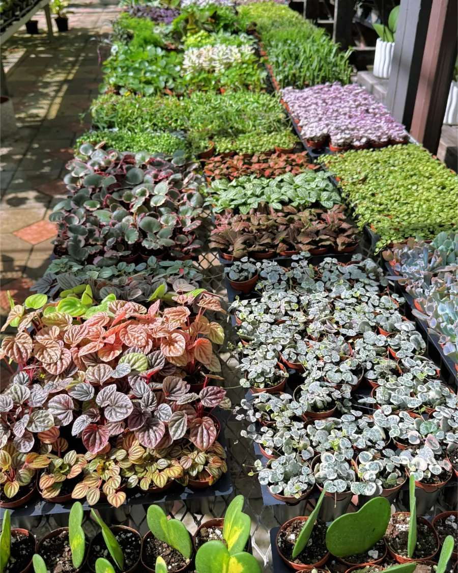 Tables of potted plants for sale at a local nursery